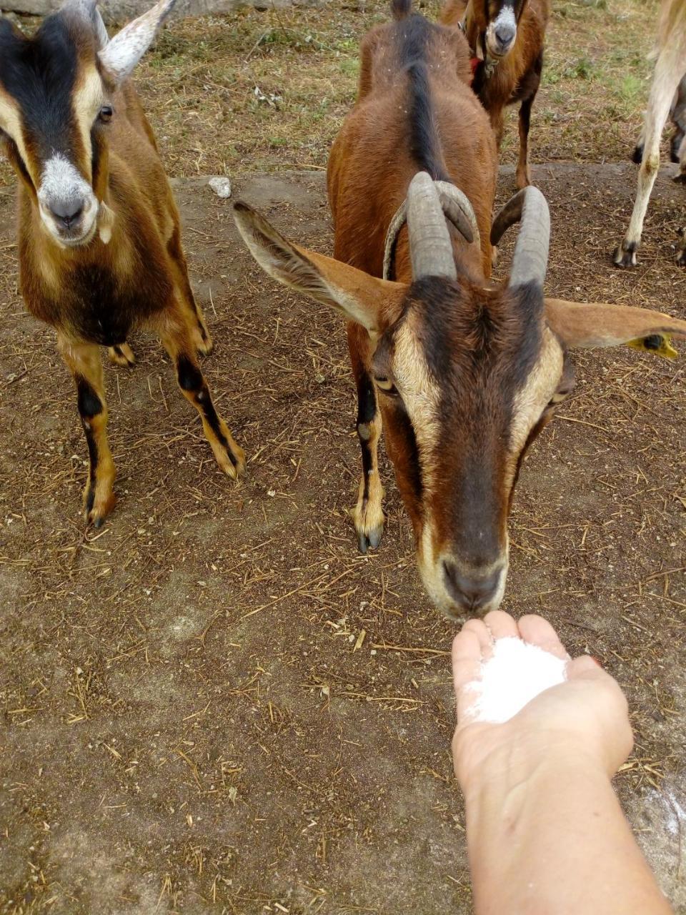 No Meio Da Natureza - Turismo No Espaco Rural วีลาโนวา เจ ฟามาลีเกา ภายนอก รูปภาพ
